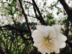 -南国桃园旅游度假区