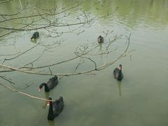 android_upload_pic-溱湖国家湿地公园