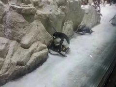 -大连圣亚海洋世界