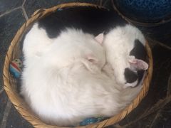 Anne猫窝咖啡屋-Anne猫窝咖啡屋