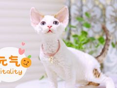 -十年猫舍·猫咪专门店(普陀店)