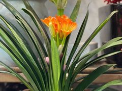 -双季花艺园艺市场(浦东店)