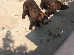 -西霞口神雕山野生动物世界