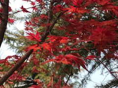 -大兴滨河森林公园