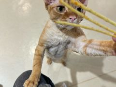 -藏猫猫咖啡主题馆(中央大道店)