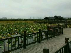 -天津东丽湖风景区