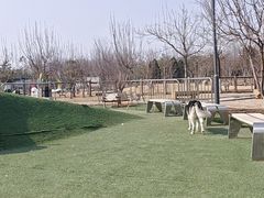 -爪吧宠物乐园 (温榆河示范区店)