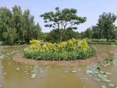 -大湾区中央湿地公园