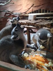 -Zoolung Zoolung动物主题公园(海信广场店)