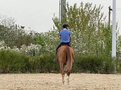 -北京群众马术培训基地