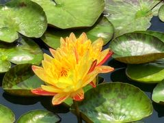 -莲花池公园