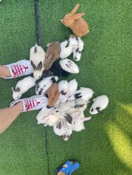 -萌宠亲子动物乐园(槐房万达店)