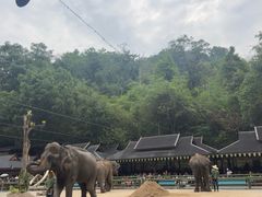 -野象谷景区