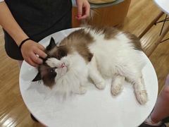 -滚猫咖啡·猫咖·猫友好撸猫(未来城店)