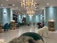 -安格丽娜·狗咖·猫咖羊驼咖(春熙路百盛商场店)
