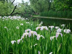 -上海共青森林公园