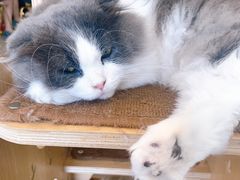-飞行喵MR PILOT|猫舍·猫咖(静安大融城店)