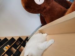-瞄一喵猫咖(格力海岸店)