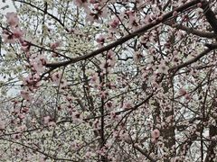 -桃花堤公园