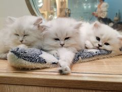 -BABIT巴比特宠物(MOMOPARK店)