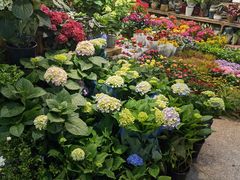 -双季花艺园艺市场(浦东店)