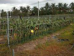 -海南热带雨林国家公园吊罗山景区