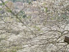 -福建天门山