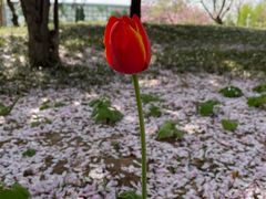 -石家庄市植物园