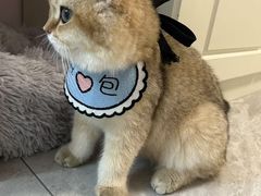 -猫十亿·布偶金渐层·曼基康矮脚猫舍(青年路店)
