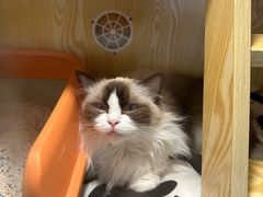-平行世界·猫咖(首经贸店)