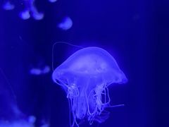 -青岛海底世界-水族馆