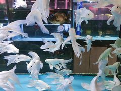 -中环花鸟鱼虫市场