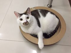 -乐派堂宠物医院·猫友好· 心脏科(东街店)
