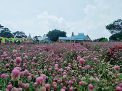 -松山湖梦幻百花洲