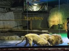 -清迈夜间动物园