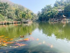 -西双版纳原始森林公园