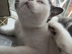 -1013 PET SHOP 宠物商店(近铁城市广场店)