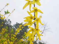 -杭州植物园