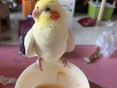 -瑞派·关忠动物医院·异宠专科·犬猫肿瘤·皮肤专科(望京店)