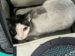 -北京观赏动物医院·24小时大型综合·猫专科·异宠专科