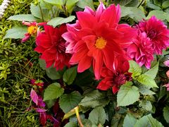 -庐山风景区花径公园