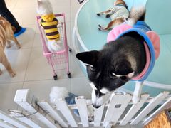 -怪兽屋·羊驼·猫咖·狗咖(俊华广场店)