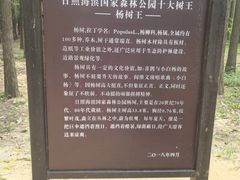 -日照海滨国家森林公园