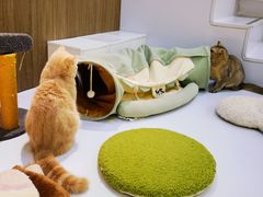 -COLOR PETS 撸猫馆·购猫·猫咖(长风大悦城店)