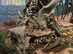 -自贡恐龙博物馆