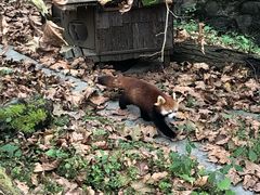 -都江堰中华大熊猫苑
