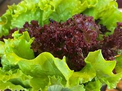 生菜-郑阿姨的家·이모네·韩料&烤肉(武川路店)