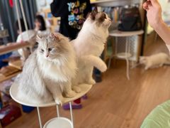 -MOYOYO猫咪咖啡店