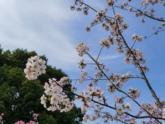 -顾村公园