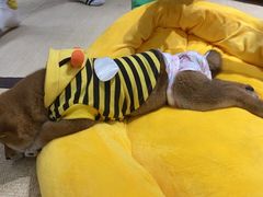 -逗柴咖啡屋·狗咖猫咖宠物桌游